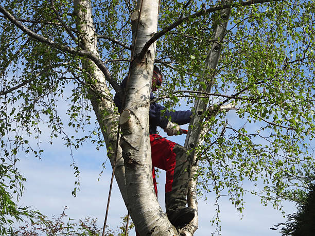 Best Leaf Removal  in River Oaks, TX